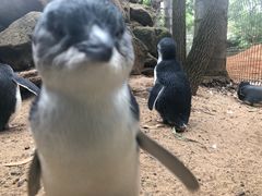 -费瑟代尔野生动物园