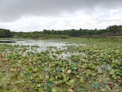 -上海海湾国家森林公园