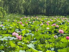 -东郊湿地公园