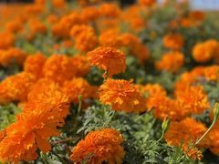 -松山湖梦幻百花洲