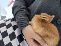 -怪兽屋·羊驼·猫咖·狗咖(俊华广场店)