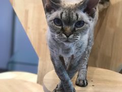 -momokira米努特·德文卷毛猫·棉花面纱犬