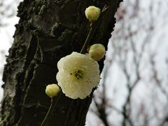 -无锡梅园公园