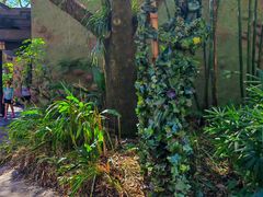 -奥兰多迪士尼动物王国乐园