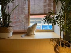 -有猫咖啡umeow coffee