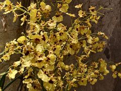 -香港皇家太平洋酒店