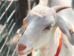 -前小桔亲子创意农场·草莓采摘·露营烧烤