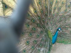 android_upload_pic-西安秦岭野生动物园