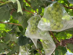 -马陆小张葡萄园农家乐