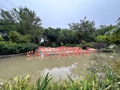 -广州长隆飞鸟乐园