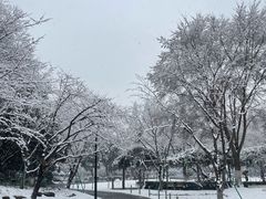 -红梅公园