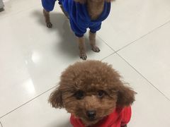 -特一安24小时宠物医院·骨科·中兽医