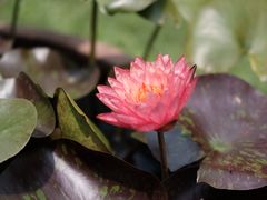 -花开海上生态园