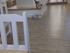-李小姐の猫咖啡馆(五角场店)