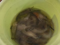 -小象钓虾·营地烧烤(洛溪店)