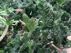 -南山植物园