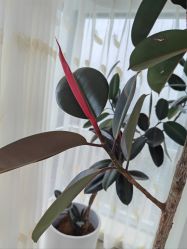 -HEYAN荷妍专业脱毛连锁机构