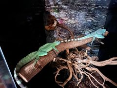 -酷以爬仙阁实体爬宠店·守宫·蜥蜴·专业繁育