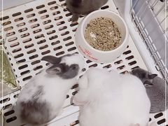 -猫猫幼稚园·撸猫·桌游·电玩