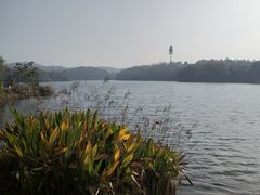 -大塘金香草谷