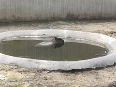 -石家庄市动物园