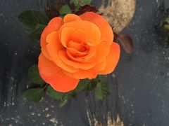 北纬44度·金珠花海景区-北纬44度·金珠花海休闲农业旅游景区