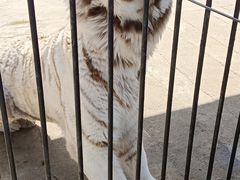 -横道河子东北虎林园