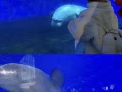 -泉城欧乐堡海洋极地世界