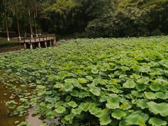 -龙头寺公园