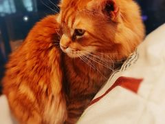 -藏猫猫咖啡主题馆(中央大道店)