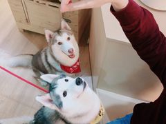 -Husky Go! 哈士奇体验馆·宠物咖啡厅狗咖