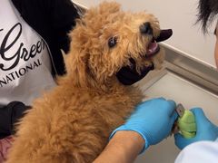 -爱妮康宠物医院·干细胞免疫细胞·肿瘤·心脏(张江店)