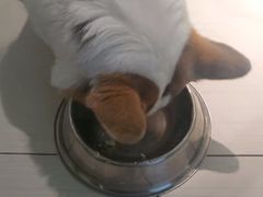 -趣玩宠物乐园寄养训犬训狗游泳池