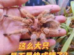 -吉丁鸟咖·异宠·寄养