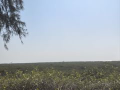 -北海金海湾红树林生态旅游区