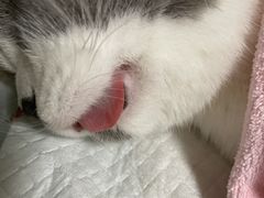 -乐派堂宠物医院·猫友好· 心脏科(东街店)