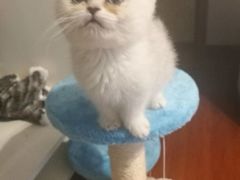 -十年猫舍·猫咪专门店(普陀店)