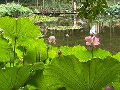 -陈家山荷花公园