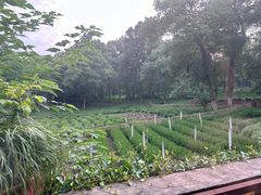 -野蔓果·山野菜(西湖景区·龙井茶田店)