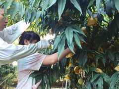 -老袁家蜜桃农场·阳山水蜜桃