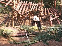 熊猫-成都大熊猫繁育研究基地