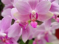 -金陵花卉交易市场