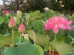 -莲花池公园