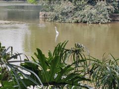-深圳市中科院仙湖植物园