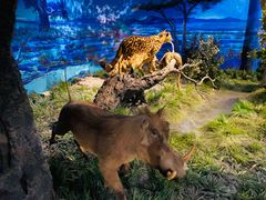 -国家自然博物馆