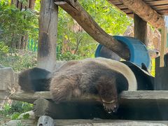 -大连森林动物园