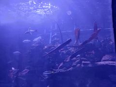 -太平洋海底世界