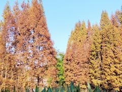 -桤木河湿地公园