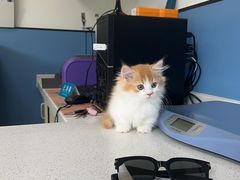 -凯瑞希宠物医院·狂犬免疫·微创·皮肤科