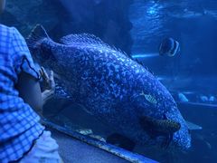 -太平洋海底世界